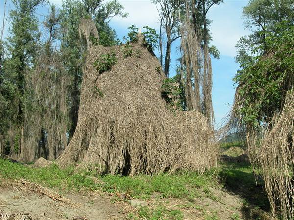 Trees draped with dried vines along a riverbank under blue sky