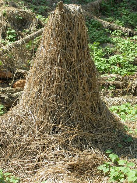 Conical pile of dry straw among fallen logs and green vegetation