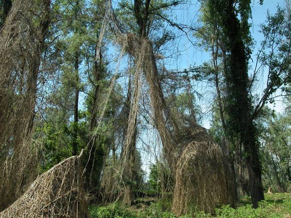 Trees draped with dry climbing vines under blue sky, green undergrowth below