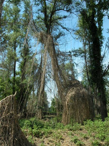 Trees wrapped in tangled dry vines, grassy clearing, blue sky