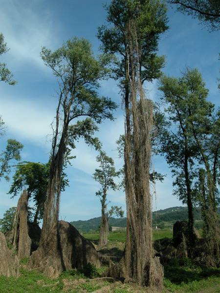 Tall trees wrapped in dry vines in a grassy clearing, blue sky