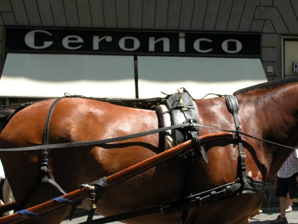 Harnessed brown horse in front of the Geronico shop, sunlight