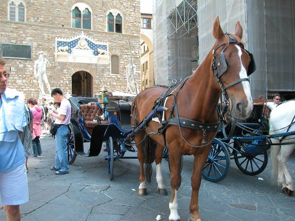 Horse-drawn carriage waiting for tourists at Piazza della Signoria, Florence