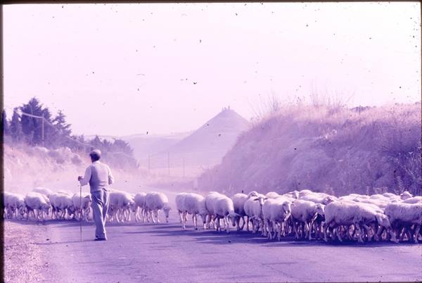 Shepherd with staff leads flock along paved road, hill in background