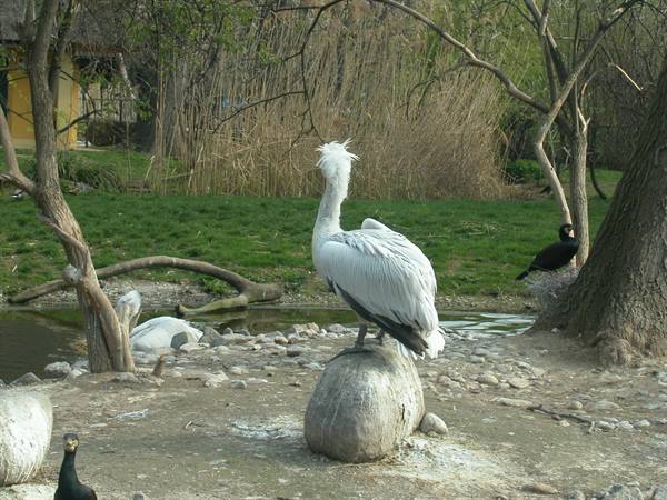 White pelican standing on a rock near a pond, with black cormorants nearby