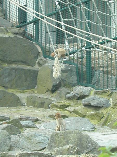 Monkey climbing rope net while another sits on zoo rocks