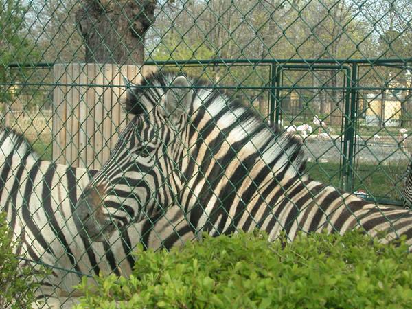 Zebras behind a green metal fence, green bushes in the foreground