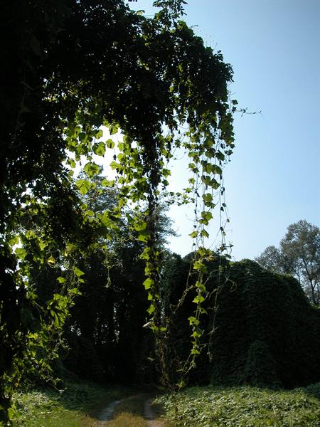 Green vines hang from the large tree over the dirt path