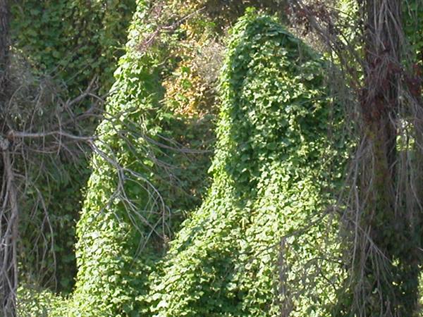 Dense ivy covering trees and bare branches, sunlight through the green