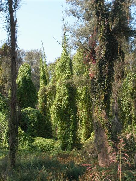 Trees covered in green climbing vines in a sunny wetland
