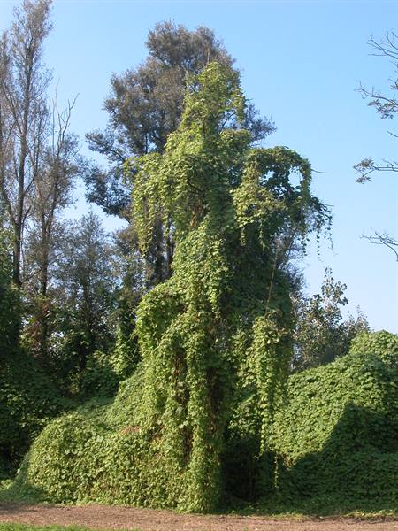 Tree wrapped in green vines in a sunny park, blue sky