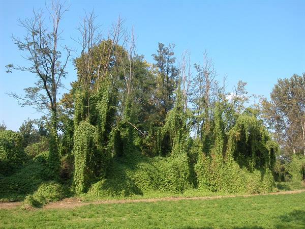 Trees wrapped in green vines in a meadow under blue sky