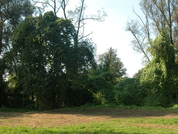 Trees covered in ivy under blue sky, dry grass field in front