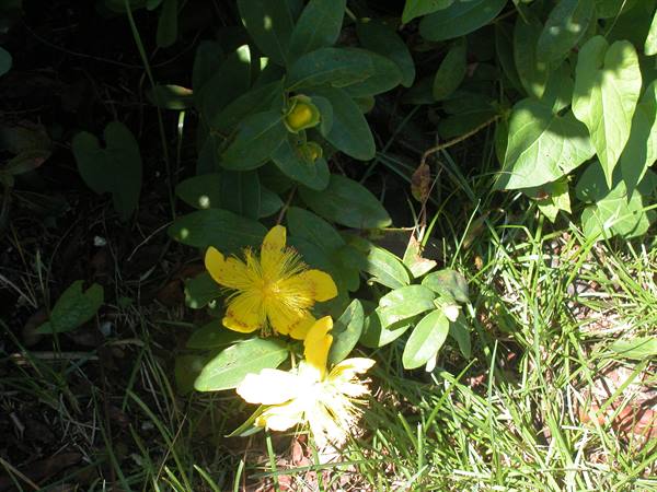 Caper flowers