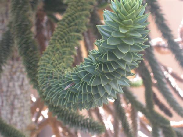 Aruncaria