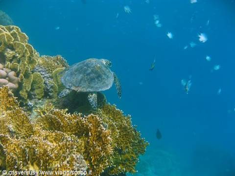 turtle
