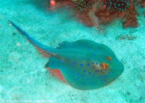Blue-spotted stingray glides over sandy seabed near coral