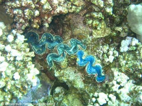 Giant clam with wavy blue mantle nestled among coral heads
