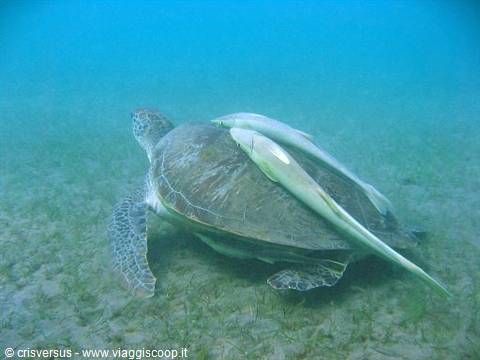 Green turtle swims over sandy seabed with two remoras attached to its shell