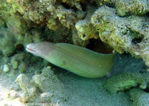 Grey moray eel emerging from a crevice among coral rocks on sandy seabed