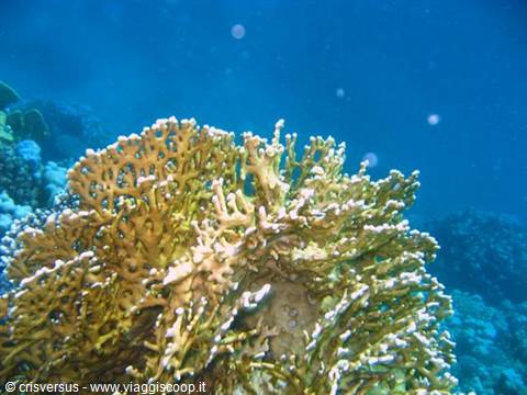 Branching pale yellow coral underwater, blue Red Sea light filtering from surface