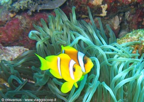Two orange and white clownfish swim among green sea anemone tentacles