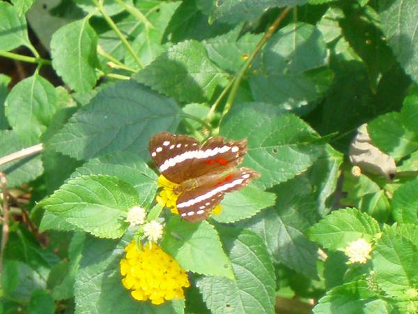 butterfly