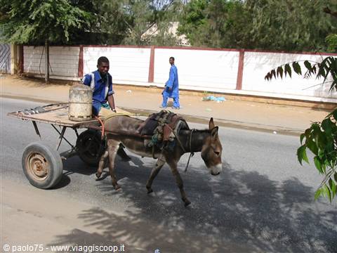 Man riding a donkey cart along shaded road, white wall and trees behind