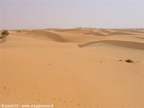 Orange sand dunes of the Sahara, lone shrub on the left, clear sky