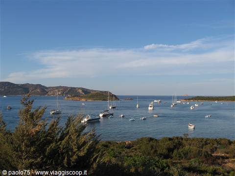 Sailboats and motorboats anchored in a calm bay, Mediterranean shrubs in foreground