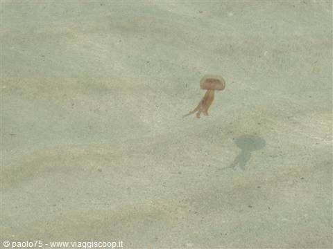 A jellyfish swims in clear water above pale sand, casting its shadow