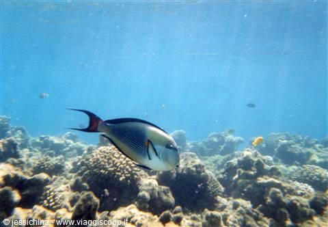Sohal surgeonfish swims above corals in clear blue water