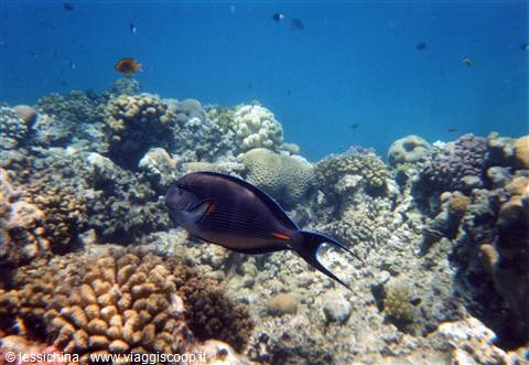 Sooth surgeonfish swimming among coral formations in clear Red Sea water