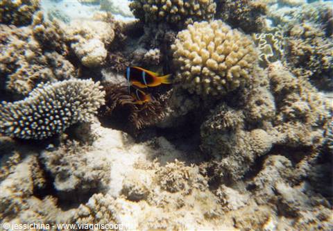 Orange clownfish swimming among hard corals in the Red Sea