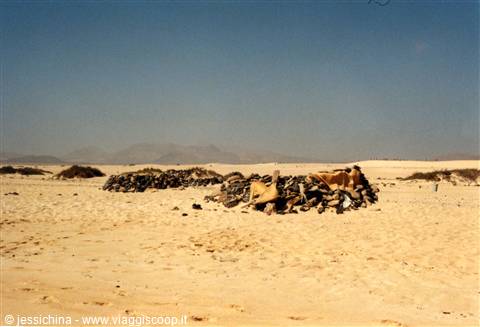 windbreak