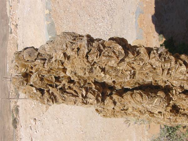 a record desert rose