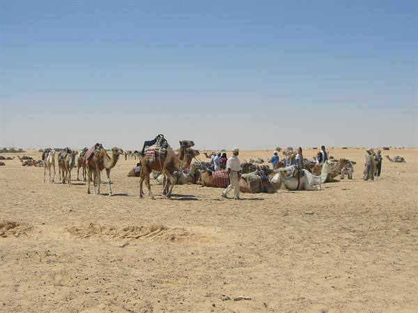 dromedaries resting in douz