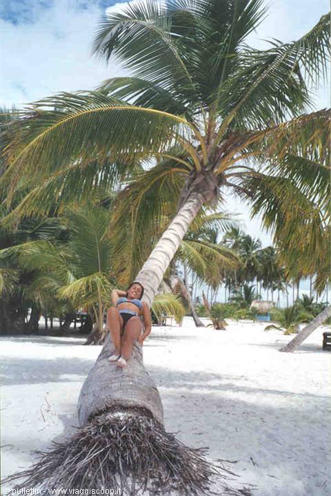 The palm trees ....