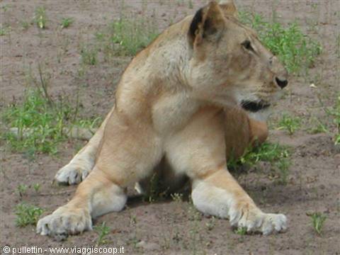 Lioness lying on dry dirt, front legs stretched out among green grass tufts