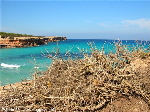 Dry branches in front of Cala Saona beach, turquoise water and red cliffs