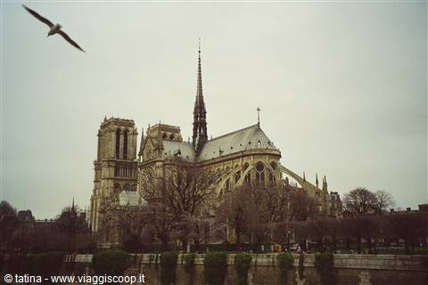 Seagull flying over Notre-Dame cathedral, spire and flying buttresses under grey sky