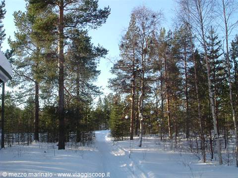 trees