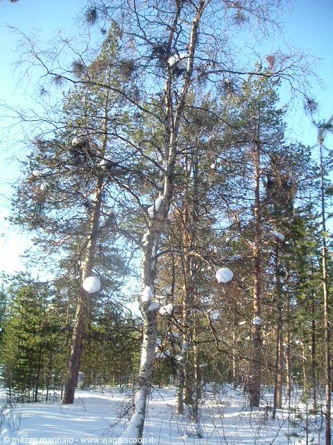 Pine and birch with snow on branches, snowy forest under blue sky