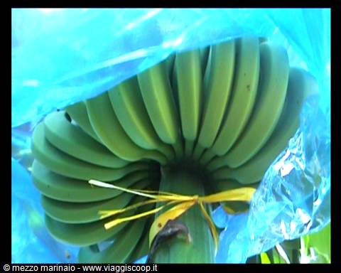 bananas