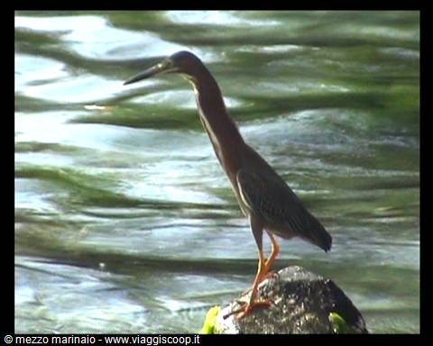 Green heron standing on a rock, rippled green water