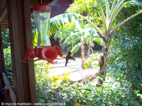 hummingbird