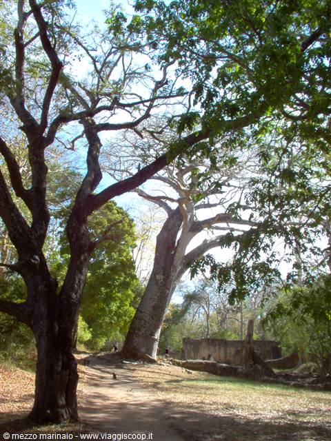 parasitic tree