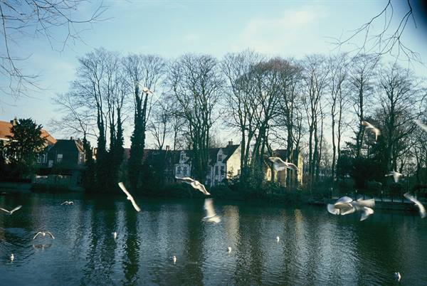 Gulls flying over a pond, houses and bare trees in the background