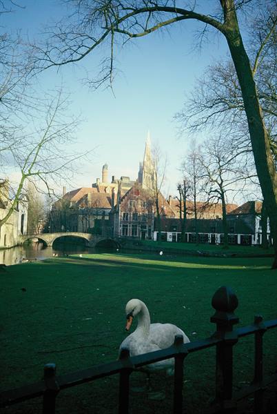 Swan by the iron fence on the lawn, stone bridge and spire in Bruges