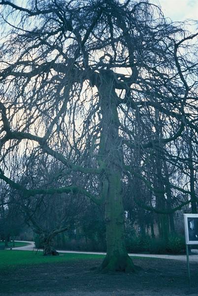 Large leafless tree with twisted branches in a park under gray sky